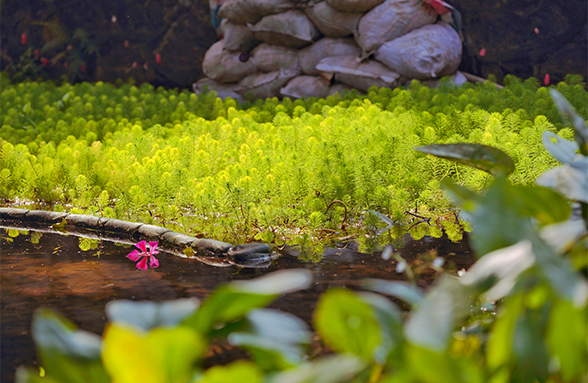 佛山亞藝湖：“一針一線”繡出的城市精品